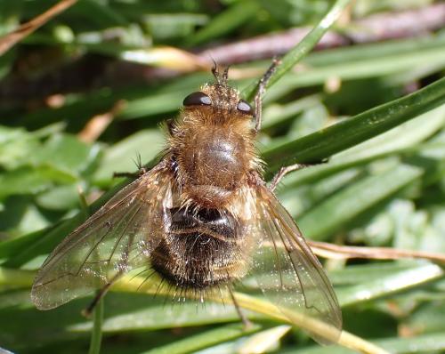 Tachina ursina
